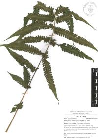 Thelypteris dentata image
